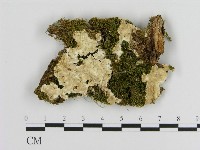 藏品(絲皮菌屬)的圖片