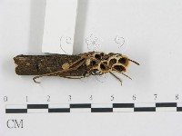 藏品(黑蛋巢菌屬)的圖片