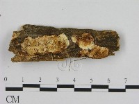 藏品(寡孔菌屬)的圖片