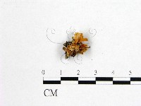 藏品(花耳屬)的圖片