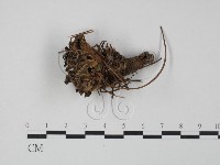 藏品(革菌屬)的圖片