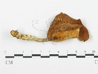 藏品(杯傘屬)的圖片