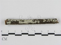 藏品(絲皮菌屬)的圖片