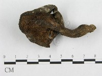 藏品(肉齒菌屬)的圖片