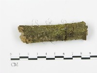 藏品(串擔革菌屬)的圖片