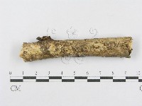 藏品(射脈菌屬)的圖片