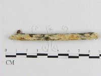 藏品(絲齒菌屬)的圖片