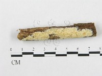 藏品(骨皮菌屬)的圖片