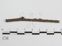 藏品(微皮傘屬)的圖片