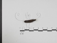 藏品(炭角菌屬)的圖片