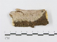 藏品(射脈菌屬)的圖片