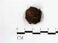 藏品(毛木耳)的圖片