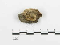 藏品(煙管菌)的圖片