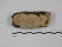 藏品(多年臥孔菌屬)的圖片