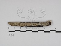 藏品(顯絲菌屬)的圖片