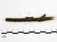 藏品(花耳屬)的圖片