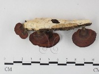 藏品(小孔菌屬)的圖片