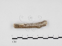 藏品(冇骨消絲齒菌)的圖片