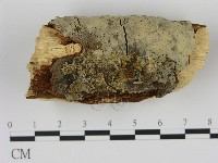 藏品(剛毛絲皮菌)的圖片