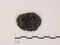 藏品()的圖片