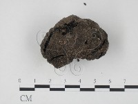 藏品(台灣塊菌)的圖片