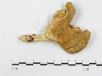 藏品(糙皮側耳)的圖片