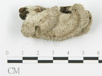 藏品(裂褶菌)的圖片