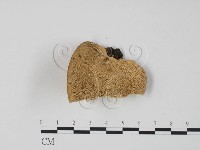 藏品(偏腫栓菌)的圖片