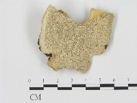 藏品(松生擬層孔菌)的圖片