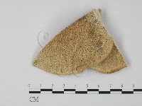 藏品(東方栓菌)的圖片