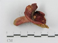 藏品(紅菇屬)的圖片