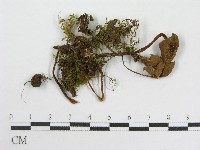 藏品(粉褶菌屬)的圖片