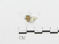 藏品(裂褶菌)的圖片