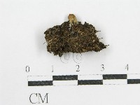 藏品(鬼傘屬)的圖片