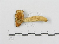 藏品(紅菇屬)的圖片