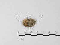 藏品(四孢蘑菇)的圖片