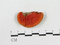 藏品(血紅密孔菌)的圖片