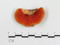 藏品(血紅密孔菌)的圖片