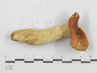 藏品(紅菇屬)的圖片