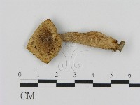 藏品(乳菇屬)的圖片