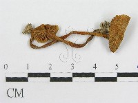 藏品(粉褶菌屬)的圖片