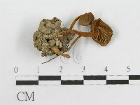 藏品(粉褶菌屬)的圖片