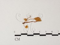 藏品(小菇屬)的圖片