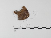 藏品(小皮傘屬)的圖片