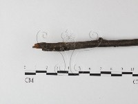 藏品(小菇屬)的圖片