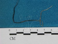 藏品(小皮傘屬)的圖片