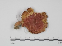 藏品(紅菇屬)的圖片