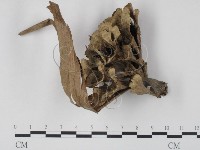 藏品(棕色革菌)的圖片