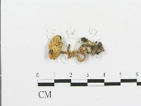 藏品(傘菌屬)的圖片