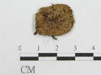 藏品(粉褶菌屬)的圖片